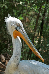 pelican