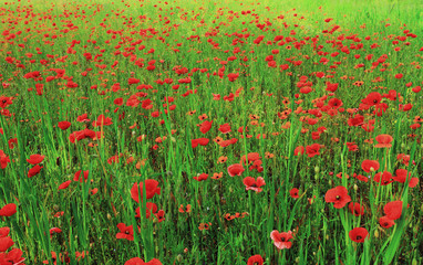 poppy field