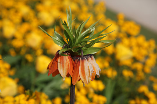 Fritillaria Royal Crown Flower