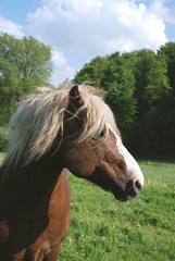 Schwarzw&auml;lder Fuchs, Kaltblutpferd