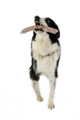 le border collie a volé une saucisse