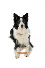 border collie résistant à l'envie de manger la saucisse