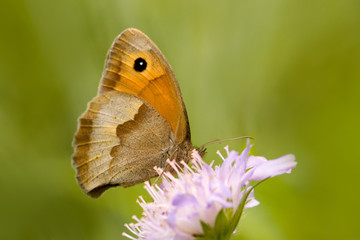 Schmetterling