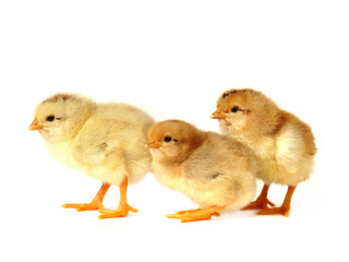 Three chicken on white