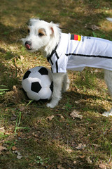 fussball wm