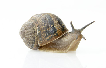Snail
