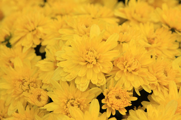chrysanthemum