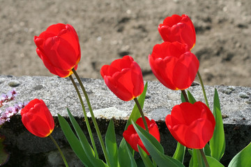 Tulipes rouges