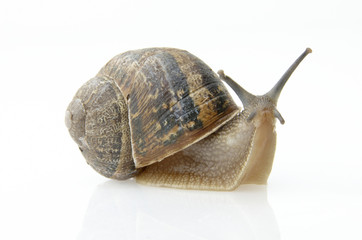 Snail