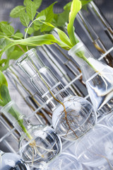 Plants  and laboratory