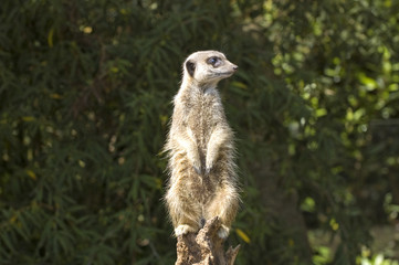 Fototapeta premium Meerkat on watch