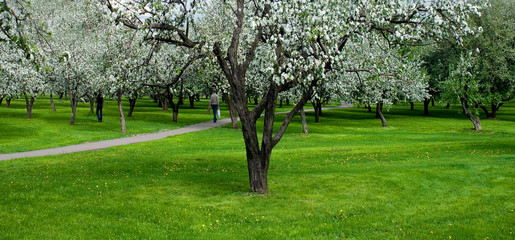 blossoms on footpath through green forest