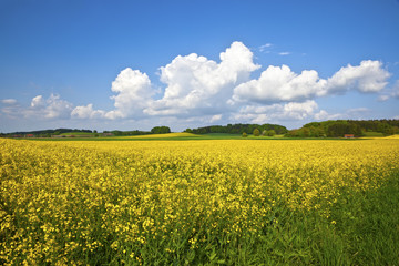 raps field