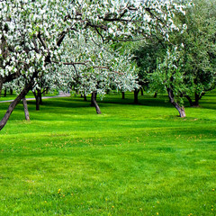 Fototapeta na wymiar blossoms on footpath through green forest