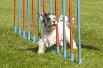 engagierter Schnauzer beim Slalom