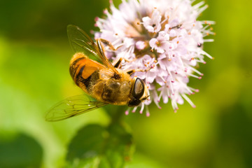 Wiesenschwebfliege