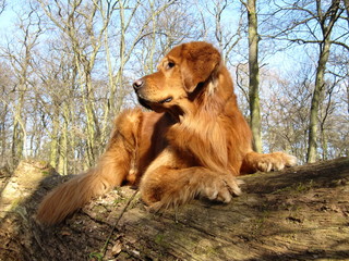 Golden Retriever