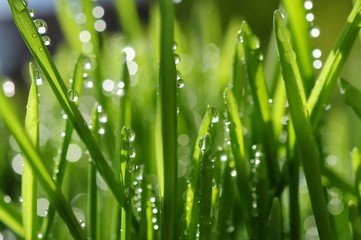 Fototapeta na wymiar Zielona trawa z kroplami rosy