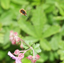 Feldhummel im Flug