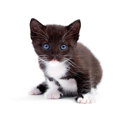 kitten
