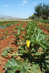 azienda agraria