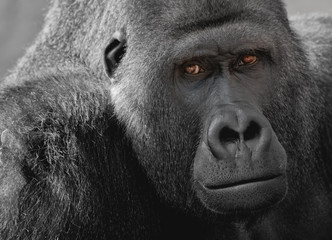 Gorilla Siberr&uuml;cken