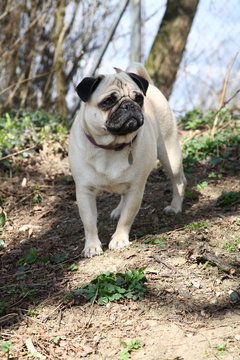 Mops