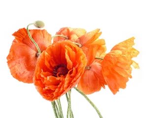 Crédence de cuisine en verre imprimé Coquelicots bouquet of poppies
