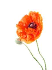 Fototapeta premium poppy