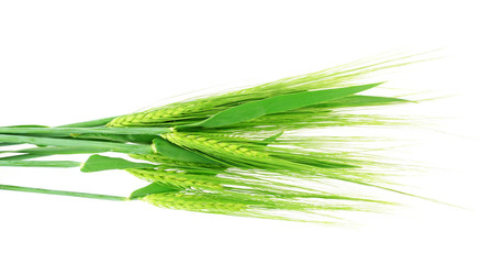 green grain isolated