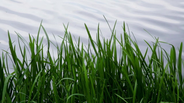 Schilf am See