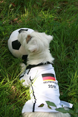 fussball wm