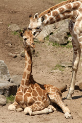 Two young giraffes