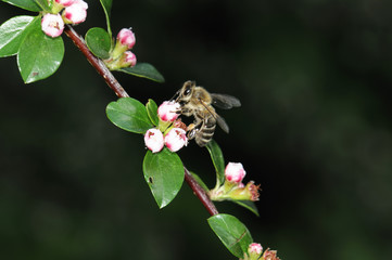 Biene auf Blüten