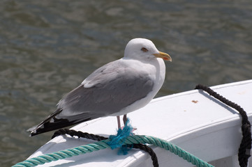 Möwe wartet auf Boot