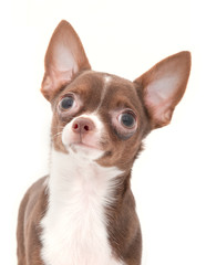 Chocolate with white chihuahua portrait