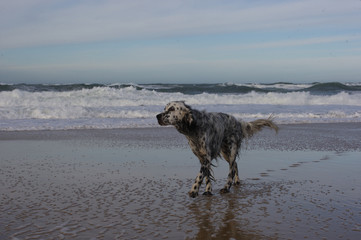Hund