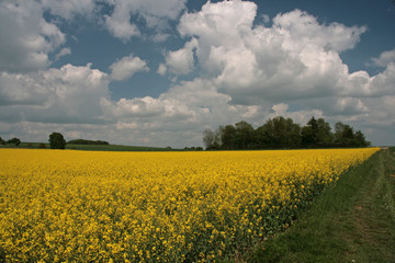 blühendes Rapsfeld