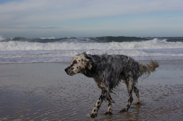 Hund am Meer