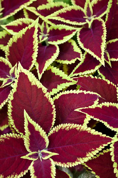 Red Coleus