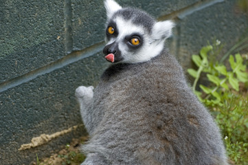 Ring Tailed Lemur