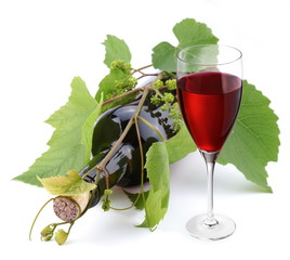 Bottle of wine in the vine on a white background
