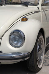 White beetle