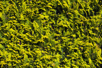 a green wal in the garden