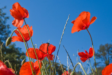 Red poppy flowers against blue sky