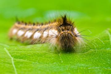 close-up of a hairy caterpillar on a green leaf
