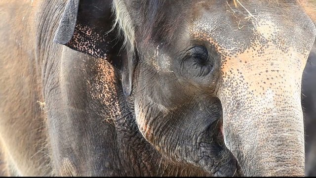 elefant