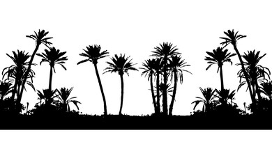 palm tree marrakech rempart