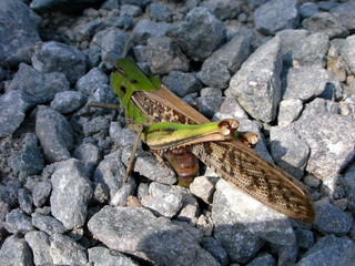 産卵中のトノサマバッタ