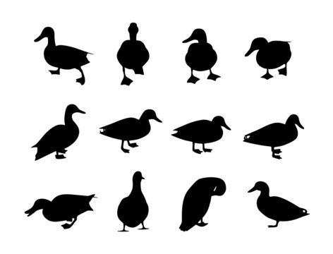 duck silhouettes